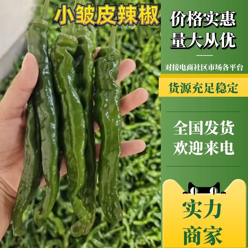 精品皱皮椒安徽皱皮椒保质保量可供市场商超电商