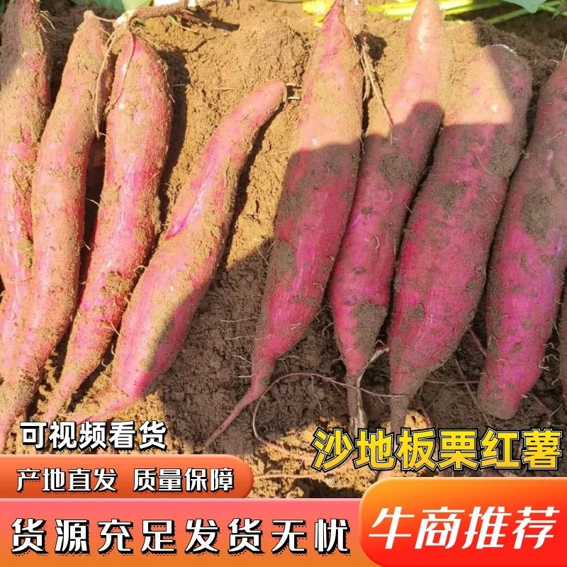 陕西渭南大荔沙地板栗红薯大量供应新鲜采挖保质保量咨询