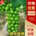 【推荐】陕西渭南大荔县阳光玫瑰葡萄大量上市新鲜采摘对接全