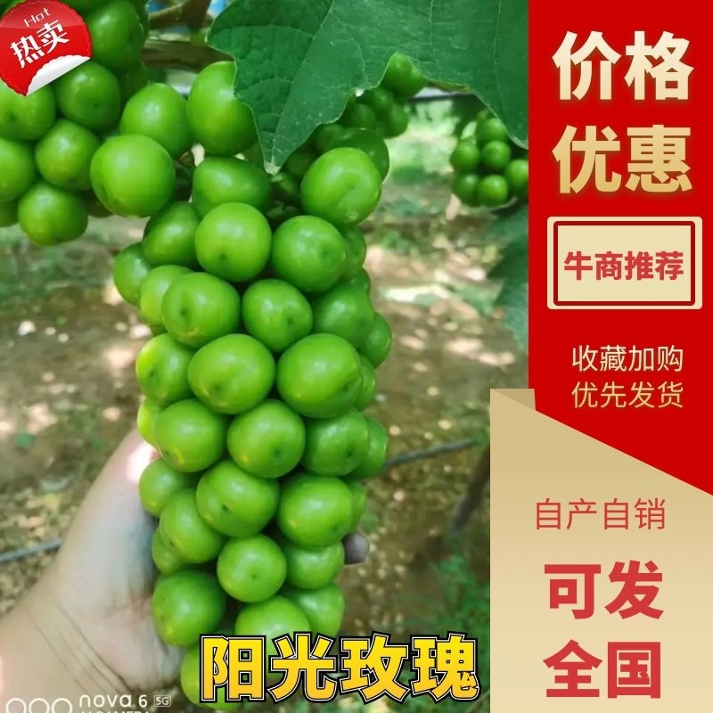 【推荐】陕西渭南大荔县阳光玫瑰葡萄大量上市新鲜采摘对接全