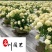 成都苗木基地大量批发圆锥绣球圆锥绣球价格行情量大优惠