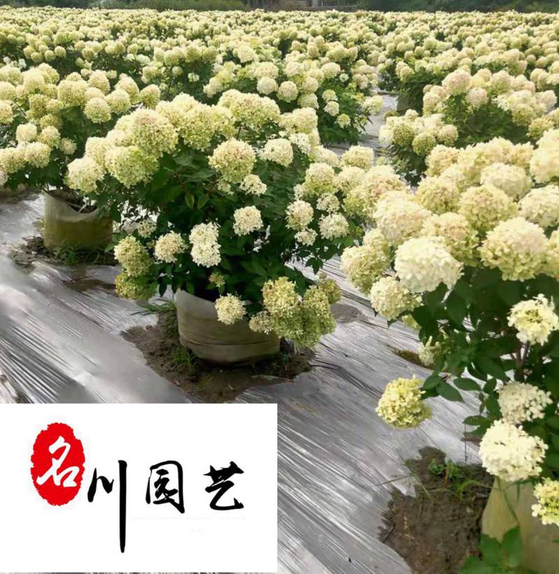 成都苗木基地大量批发圆锥绣球圆锥绣球价格行情量大优惠