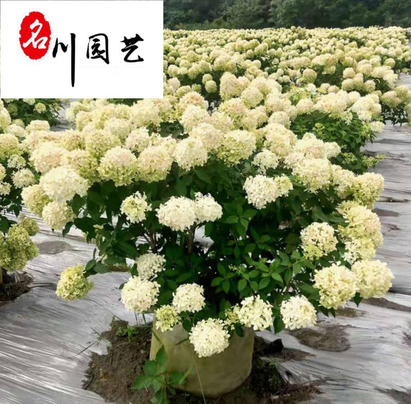 成都苗木基地大量批发圆锥绣球圆锥绣球价格行情量大优惠