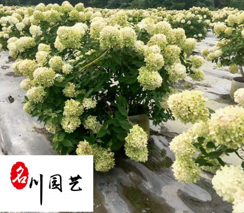 成都苗木基地大量批发圆锥绣球圆锥绣球价格行情量大优惠