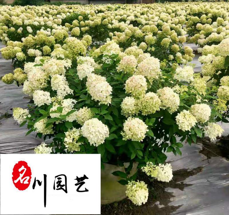 成都苗木基地大量批发圆锥绣球圆锥绣球价格行情量大优惠