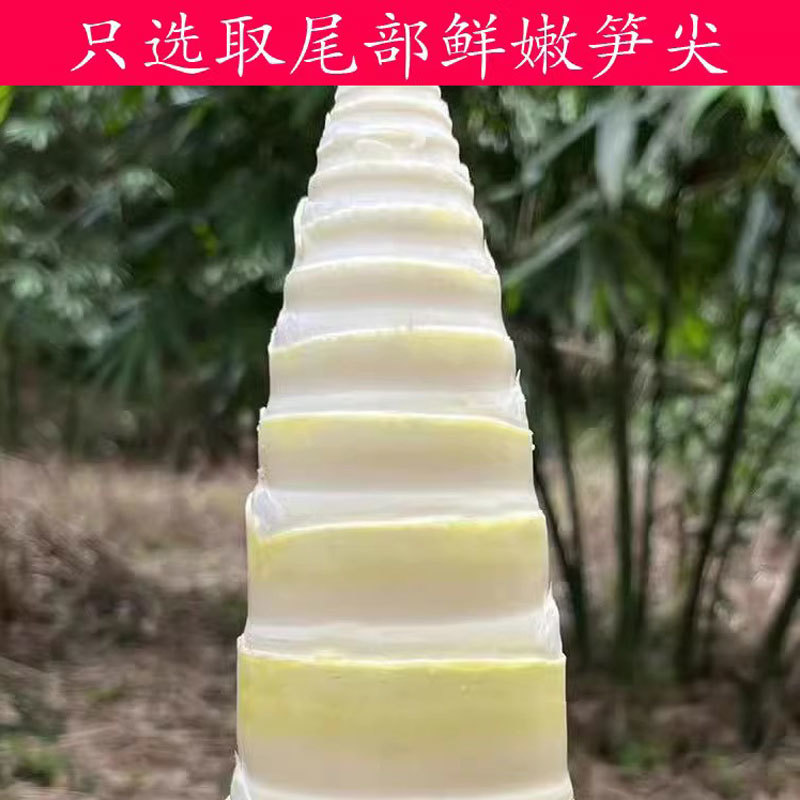 新鲜竹笋原味嫩笋尖真空包装清水笋片笋尾火锅笋脆爽口低脂