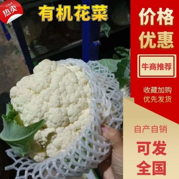 【热卖中】有机菜花新鲜上市量大从优诚信经营