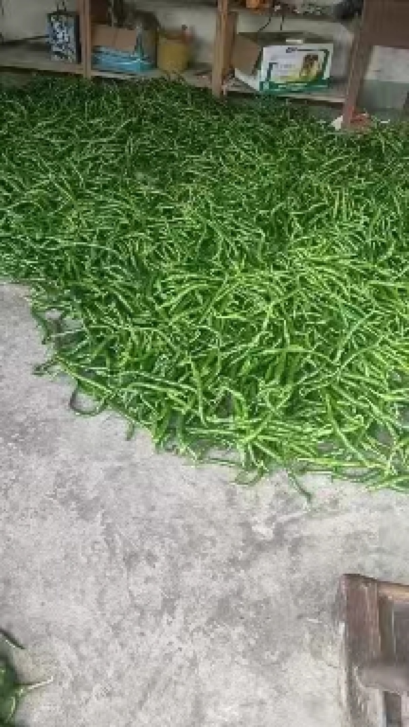 螺线辣椒，红辣子，线椒，可对接大型商超市场欢迎订购
