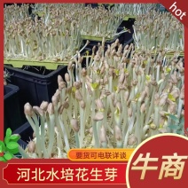 花生芽长寿菜河北水培花生芽基地常年供货电联采购