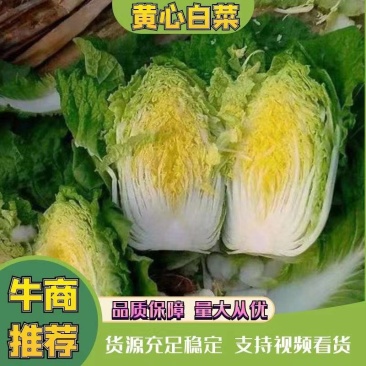 牛张家口黄心白菜净重4-6斤无虫眼无烧心产地直发