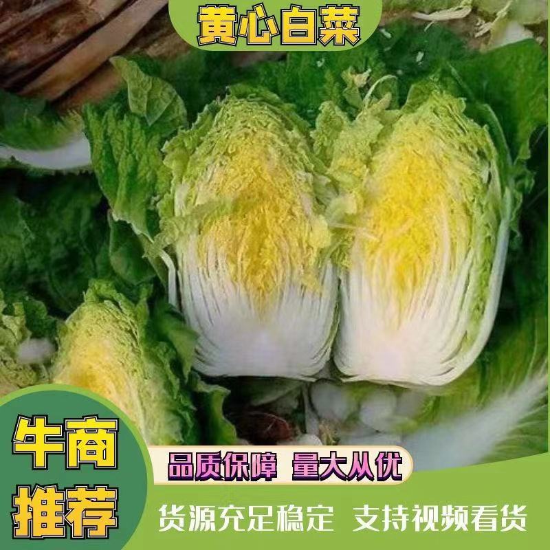 牛张家口黄心白菜净重4-6斤无虫眼无烧心产地直发