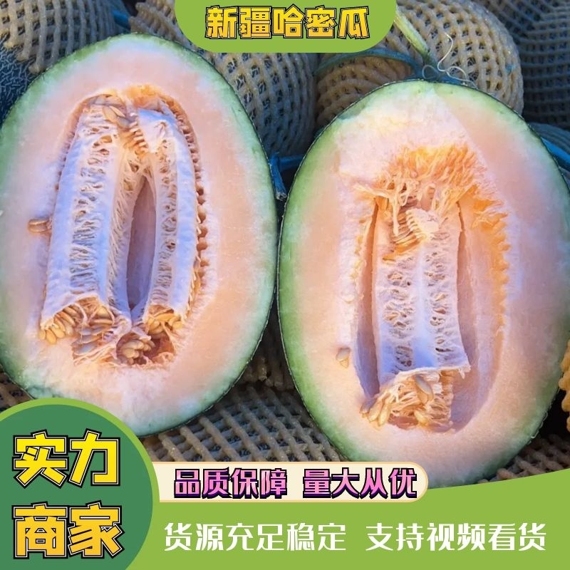 民勤蜜瓜，哈密瓜晓蜜25金色年华，一手货源