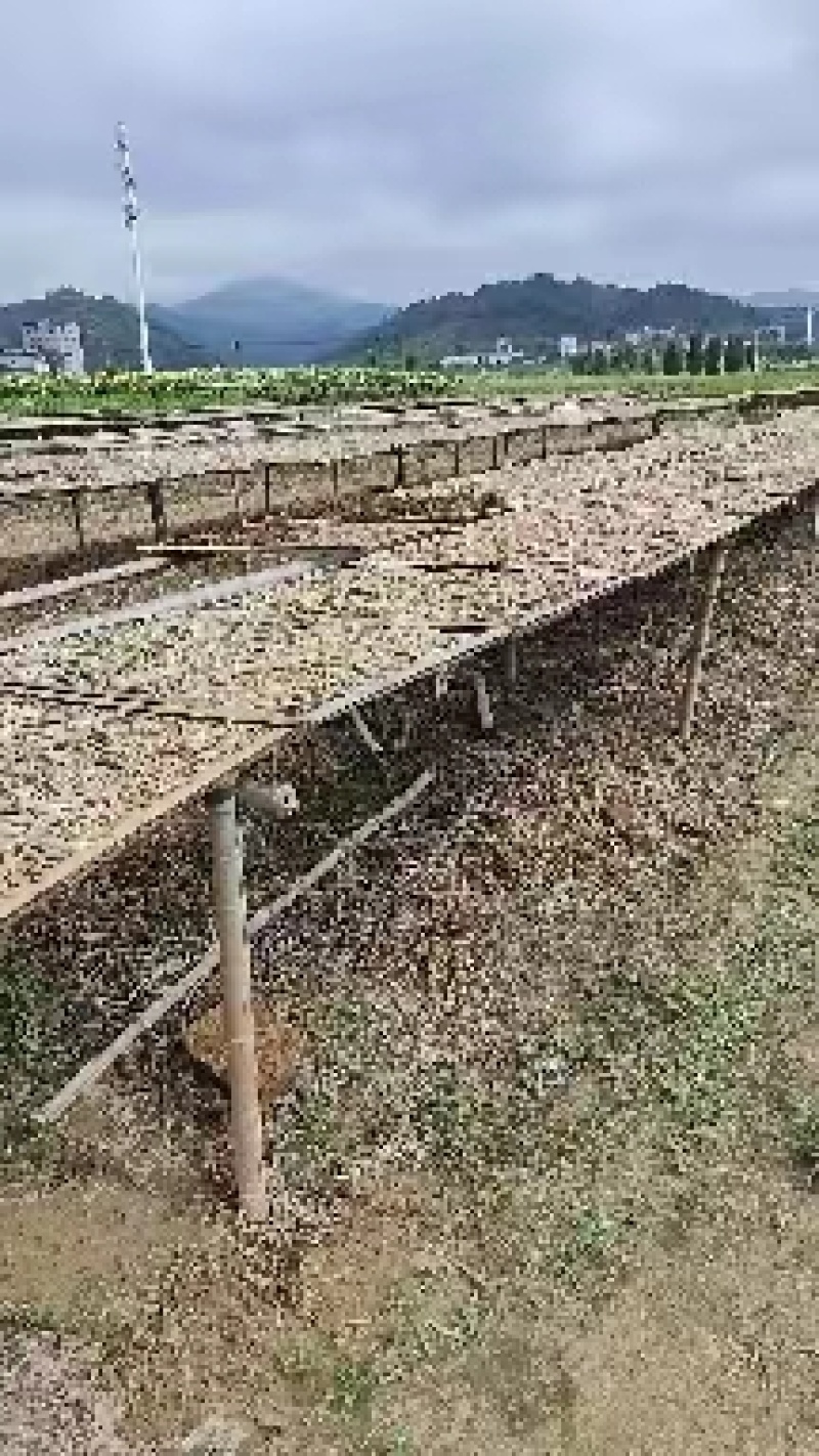 福建精品干豆角，品质保证，厂家直销，欢迎选购