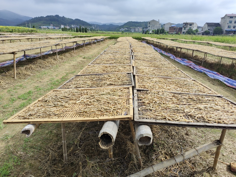 福建精品干豆角，品质保证，厂家直销，欢迎选购