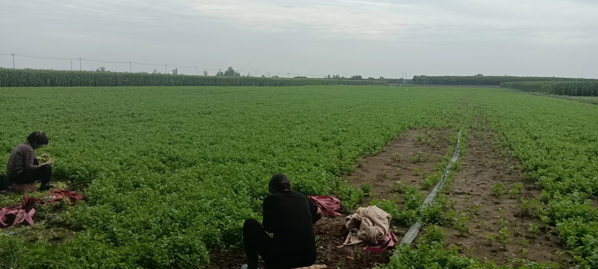 一片整齐种植的大叶香菜农田,植株间距均匀,叶片茂盛呈深绿色;背景可见农民正在弯腰检查作物生长情况,地面湿润,体现良好的灌溉管理条件 大叶香菜在田间生长实景