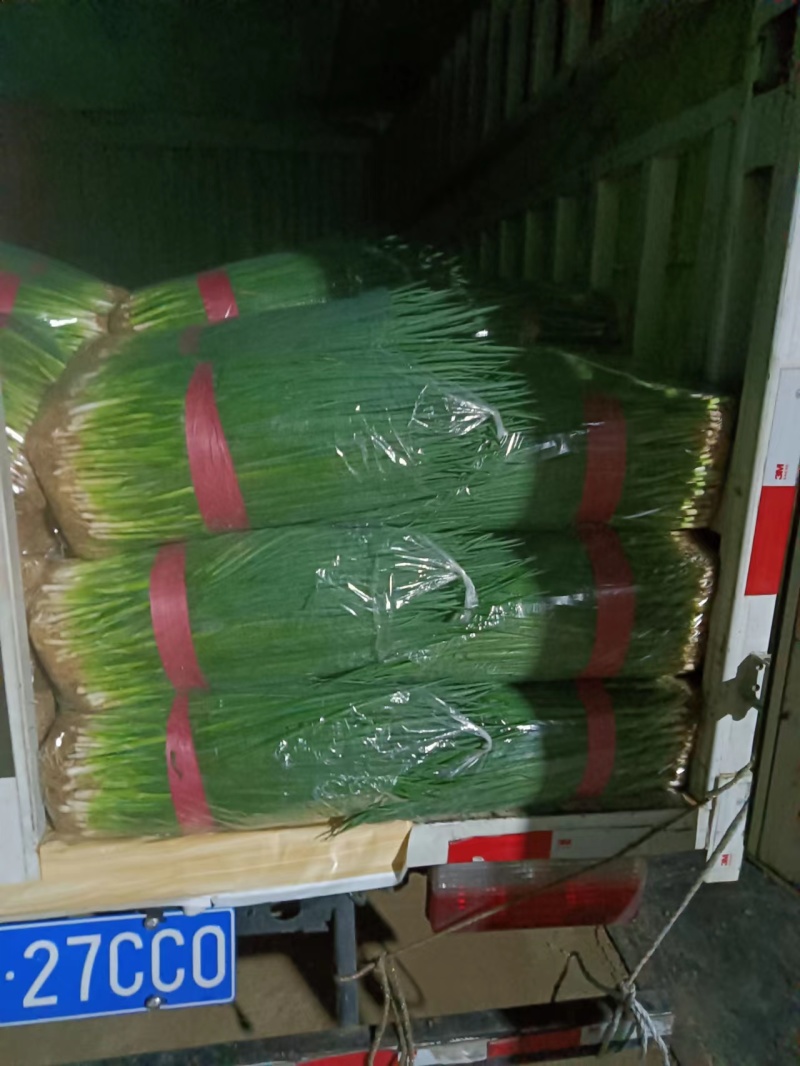 【推荐】河南精品小葱四季小葱一手货源价优可视频看