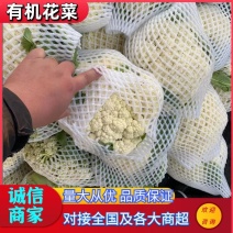 【花菜】河北有机菜花大量上市可视频欢迎咨询