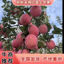 【推荐】陕西红富士苹果一手货源现货现发可视频