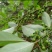纯野生山苍子油木姜子油山胡椒油自家提炼加工一手货源