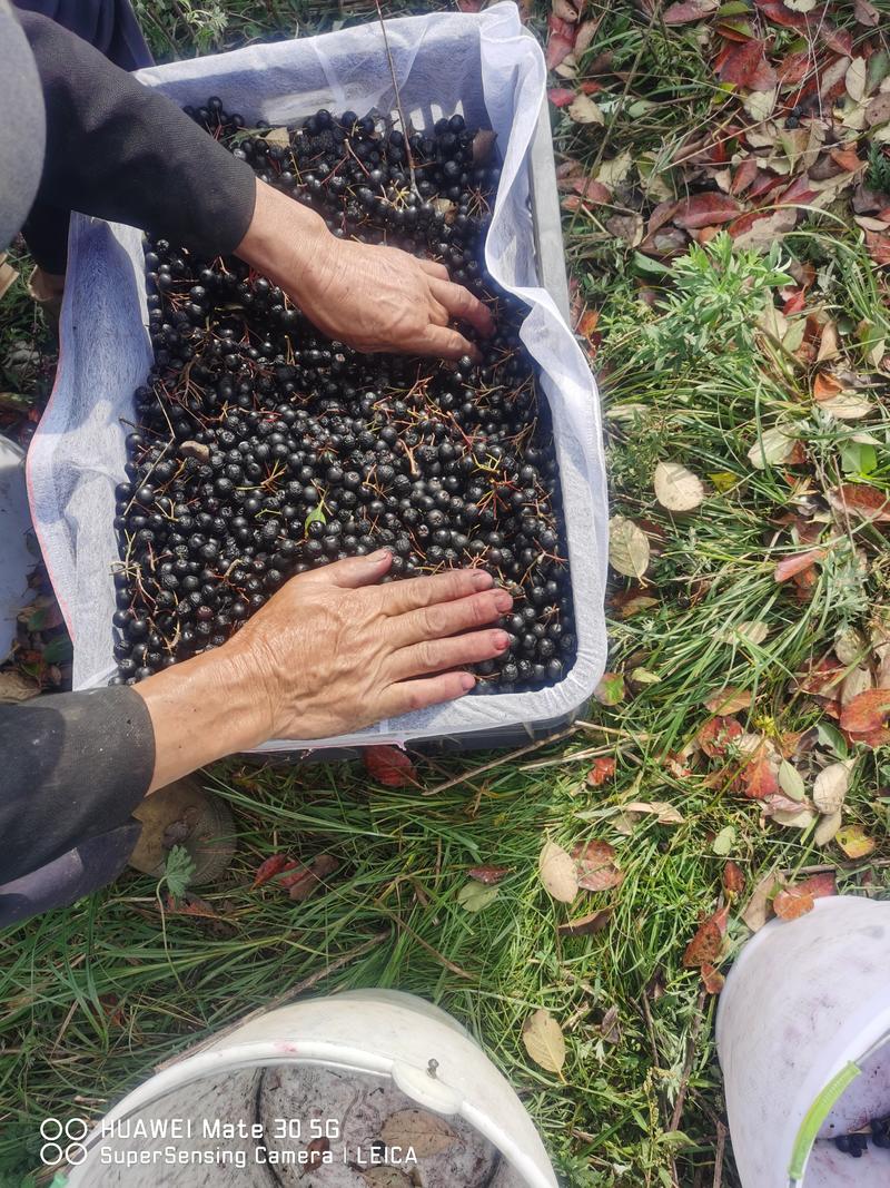 黑果，不老莓，野樱莓果，种植基地，常年有货，质量保障