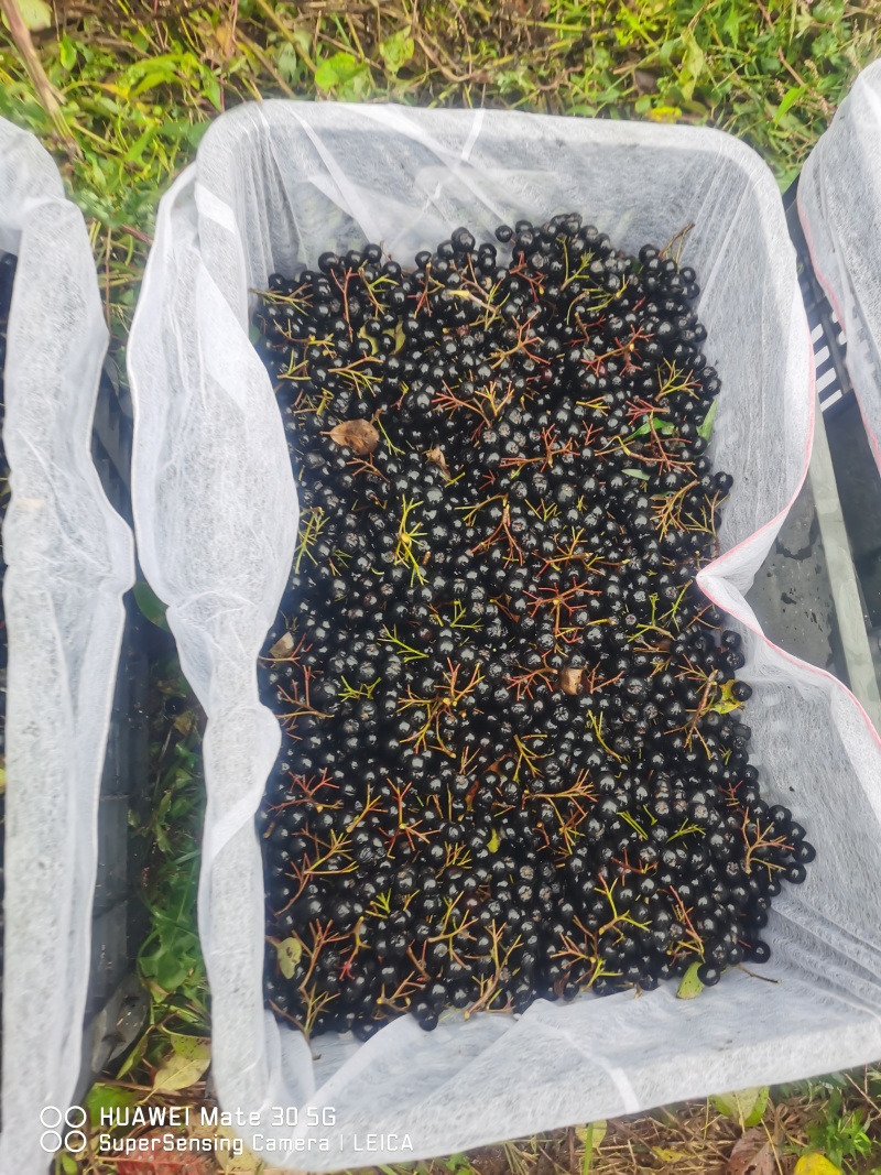 辽宁野樱莓，不老莓，大量供应干果，有现货，优质干果