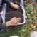 【黑果腺肋花揪果】辽宁野樱莓种植基地直发现有干货