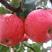 辽宁红富士苹果，大量上市，大量供应保质保量