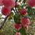 辽宁红富士苹果，大量上市，大量供应保质保量