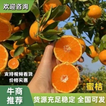 湖北蜜橘一手代办承接各大商超批发市场电果园或视频看货