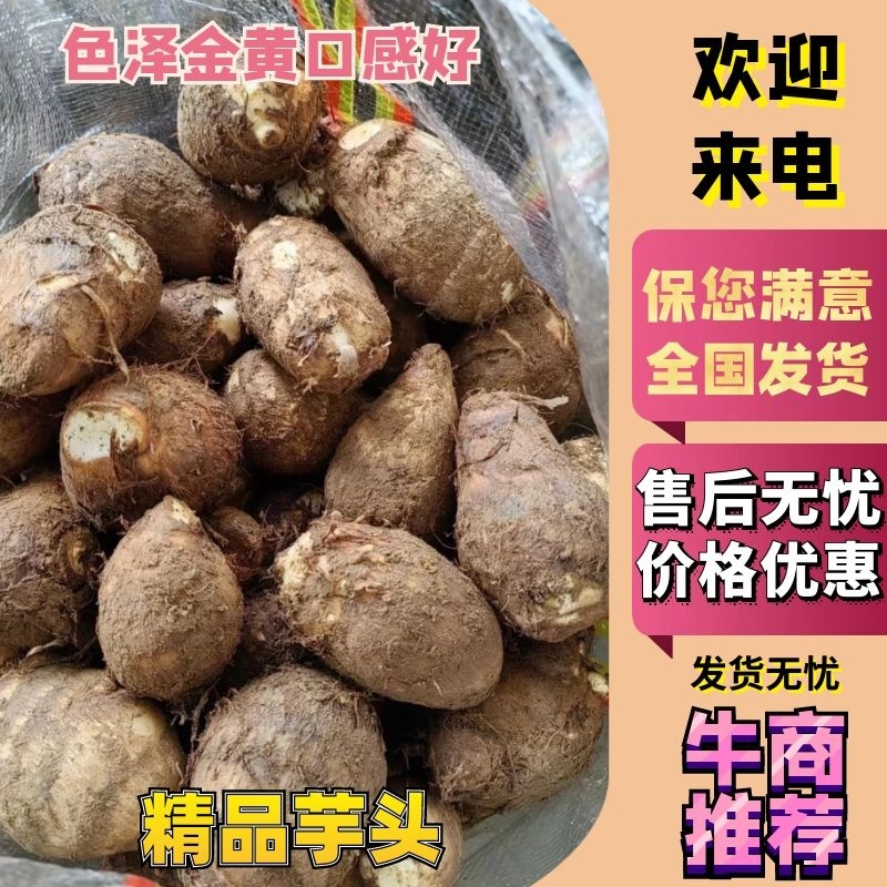 【实力货源】精品芋头日照芋头色泽金黄口感好品质正宗一手货源