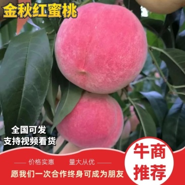 【金秋红蜜桃】山东青岛桃子自家果园货量大硬度好耐运输发全国