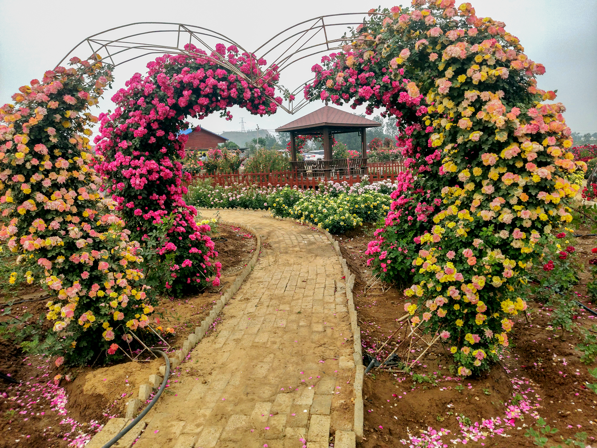科斯特月季在花园拱门上的整体应用效果