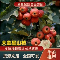 【优选】山东大金星山楂产地直供一条龙发往全国量大从优