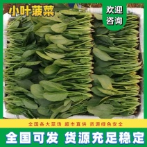 山东精品小叶菠菜产地直发一手货源欢迎咨询