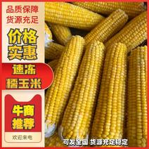 黑土地速冻玉米糯玉米可对接商超市场全国发货欢迎订购