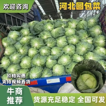 【甘蓝】圆包菜河北昌黎一条龙发全国货源稳定