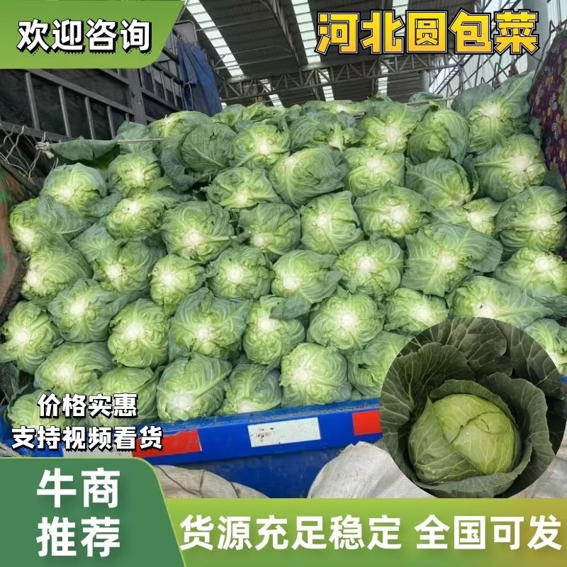 【甘蓝】圆包菜河北昌黎一条龙发全国货源稳定