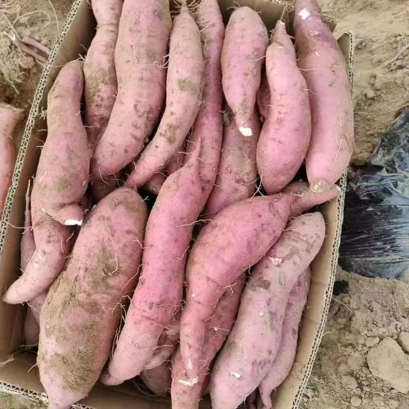 许昌红薯河南商薯19红署质量好1~3两软糯香甜量大优惠