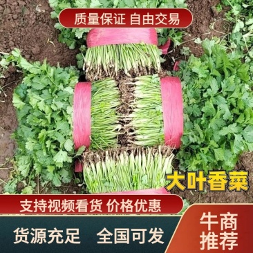 【大叶香菜】脱水食品厂原料割根香菜河南万亩基地代发全国电
