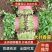 【大叶香菜】脱水食品厂原料割根香菜河南万亩基地代发全国电