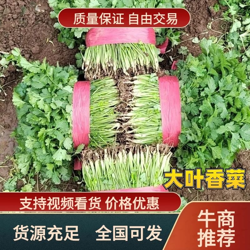 【大叶香菜】脱水食品厂原料割根香菜河南万亩基地代发全国电