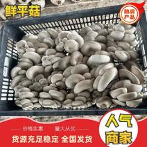 【甄选】山东聊城东昌精品鲜平菇大量现货供应产地直发