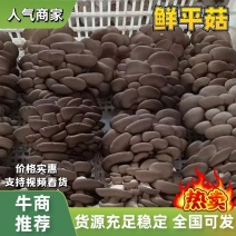 【精品】大量供应平菇蘑菇，质量保证一手货源精品小叶片