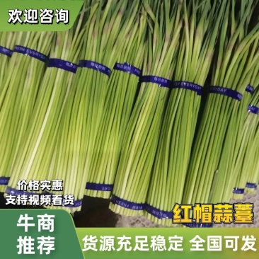 金乡红帽蒜苔大量有货，质量好，价格低，随到随装，一吨起批