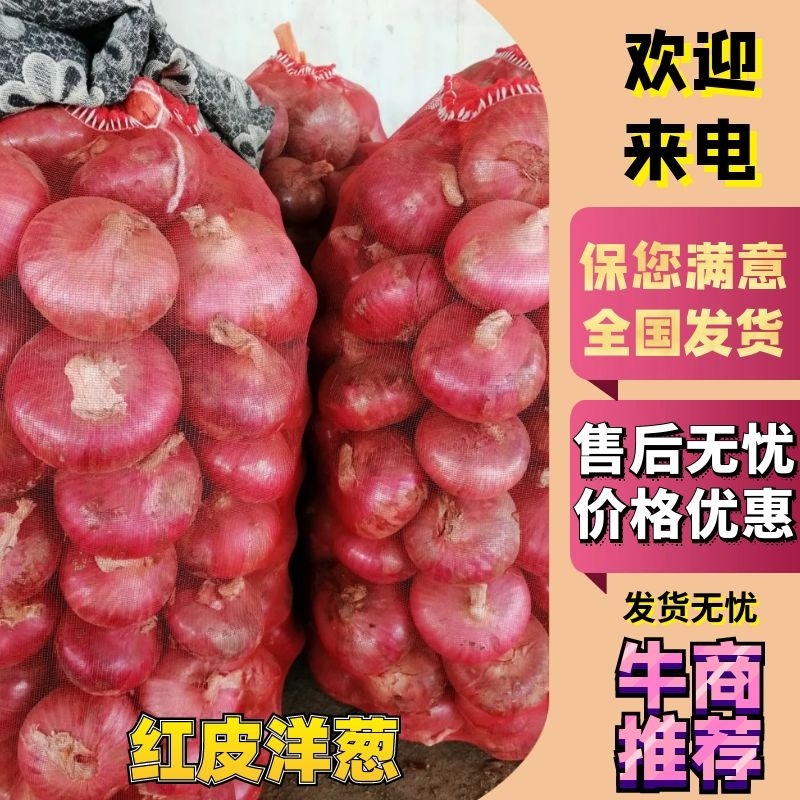 红，黄，紫等洋葱精品包装，长年供应，代存代收代发全国货。