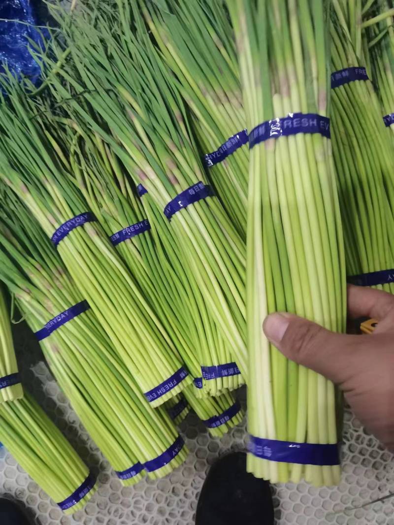 金乡红帽蒜苔大量有货，质量好，价格低，随到随装，一吨起批