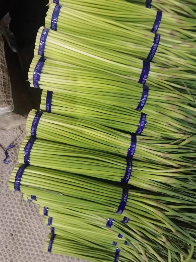金乡红帽蒜苔大量有货，质量好，价格低，随到随装，一吨起批