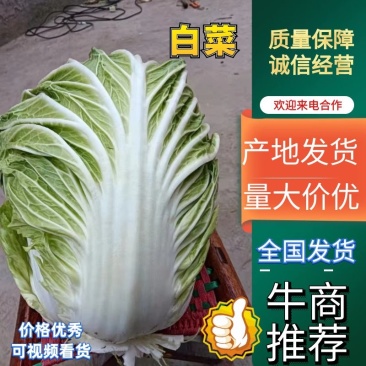 白菜大量现货供应，欢迎各大老板们前来采购