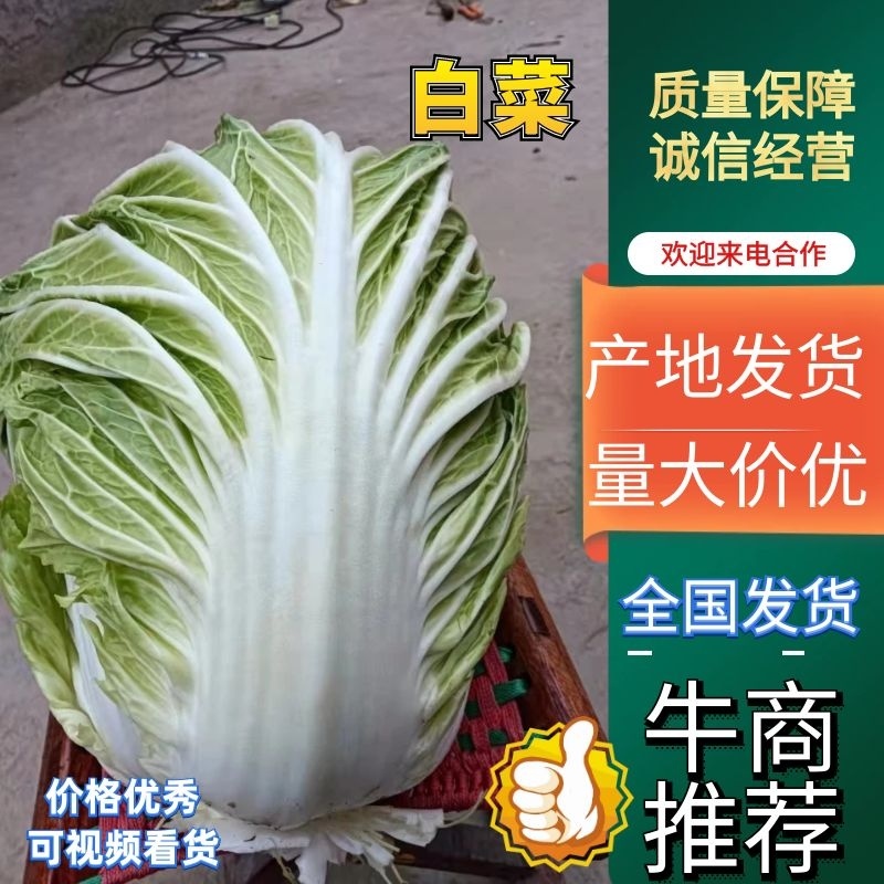 白菜大量现货供应，欢迎各大老板们前来采购