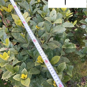 栀子花球花卉苗木批发栀子花球价格行情成都绿化苗木批发